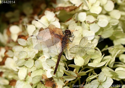 Image of Large dragonfly on a flower