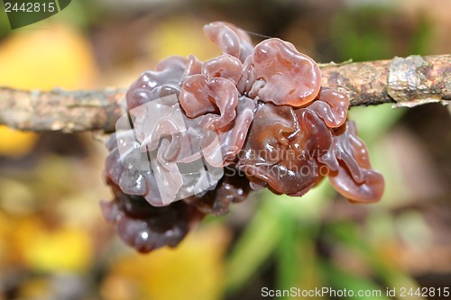 Image of fungus resembling jelly mesenterica