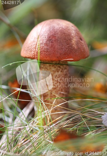 Image of Mushroom with red hat