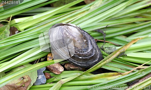 Image of The river basin lies on the grass sedge