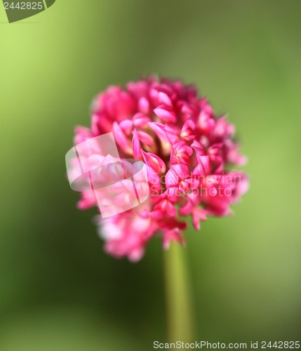 Image of Beautiful red clover