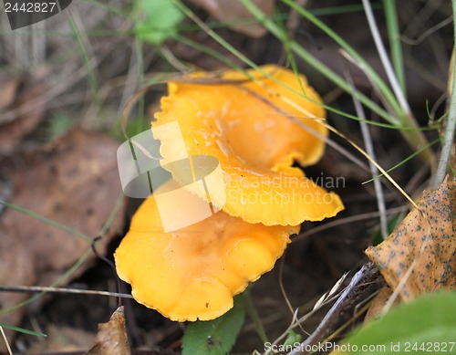 Image of Delicacy chanterelle mushrooms