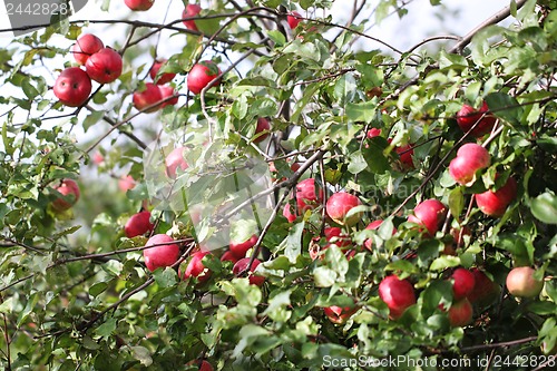 Image of Many apples hanging on the branches