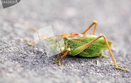 Image of Large green grasshopper locust