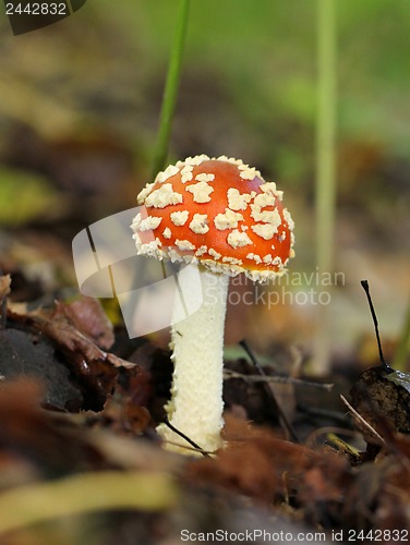 Image of big red fly agaric