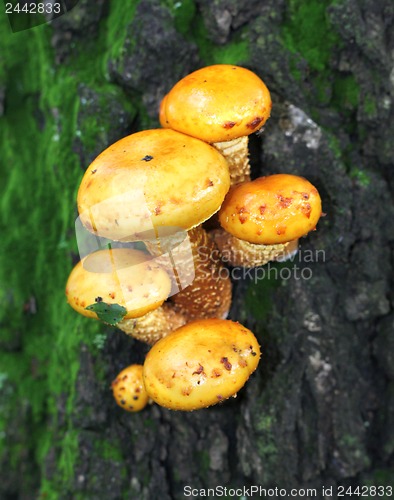 Image of Yellow toadstool mushrooms on a tree