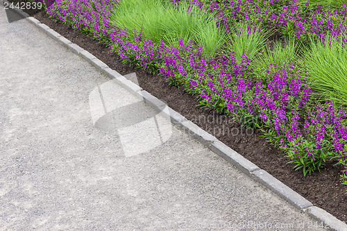 Image of Purple flowers growing along the pathway