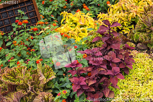 Image of Colorful variety of plants in a garden