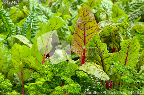 Image of Vegetable garden with beet and parsley