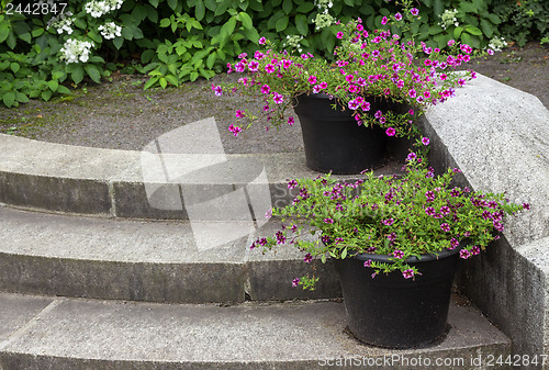 Image of Stone steps decorated by flower pots