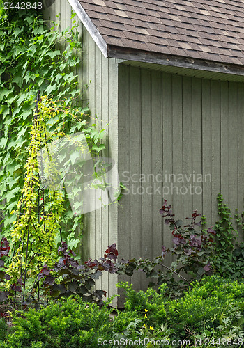 Image of Ivy crawling up the house wall