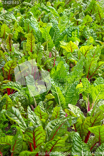 Image of Beet growing in a vegetable garden