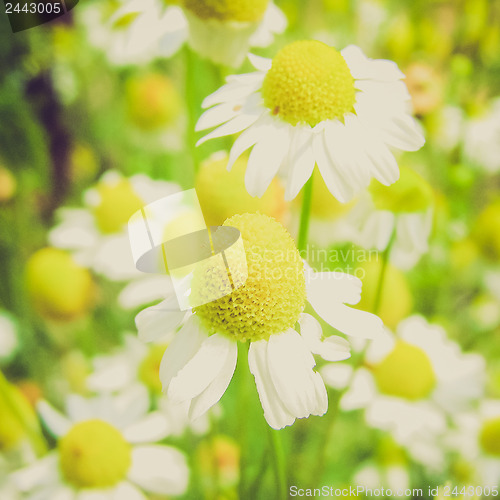 Image of Retro look Chamomile