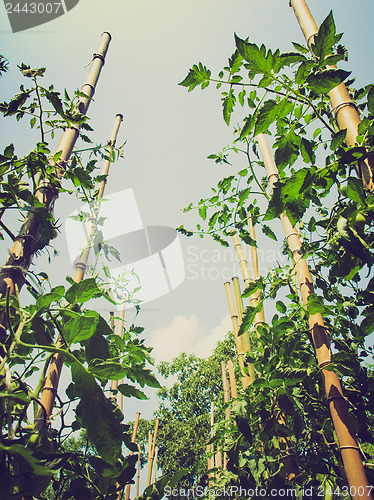 Image of Retro look Tomato plants