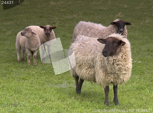 Image of Sheep