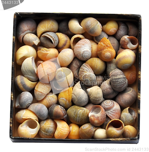 Image of Seashells