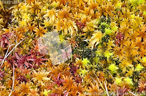 Image of Different sphagnum mosses