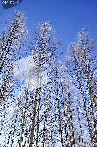 Image of Frozen trees