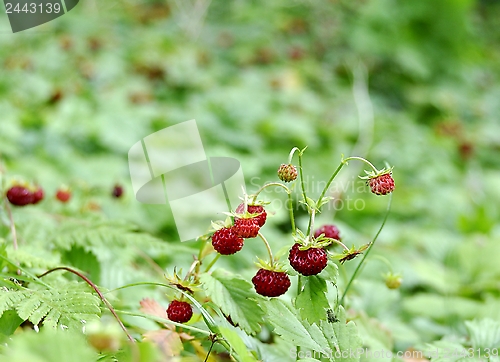 Image of Wild strawberry field