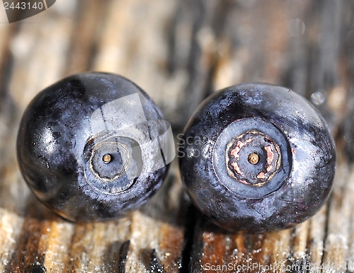 Image of Blueberry closeup