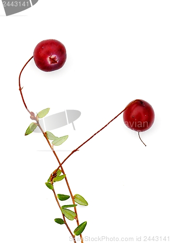 Image of Craneberries