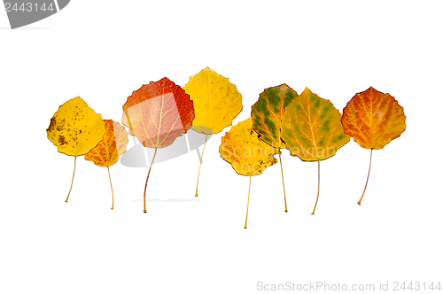 Image of Autumn aspen leaves