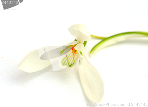 Image of Snowdrop flower