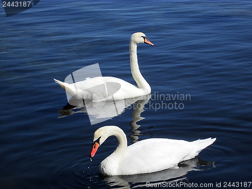 Image of Swans