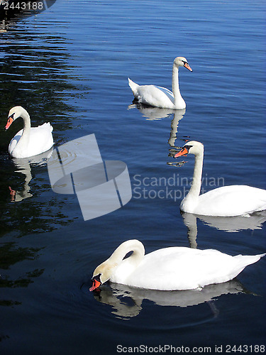 Image of Swans