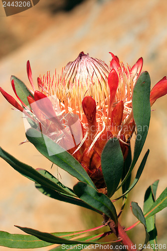 Image of Pretty protea flower