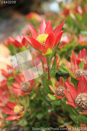 Image of Leucadendron shrub flowering in the garden