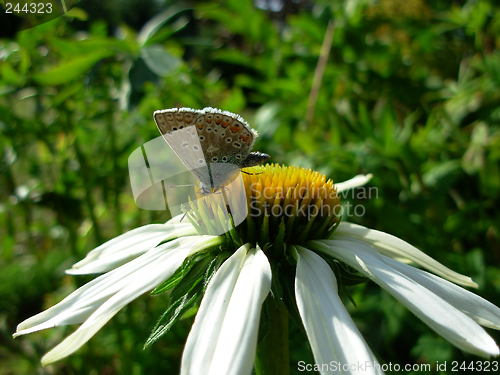 Image of butterfly