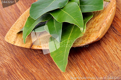Image of Bay Laurel Leaves