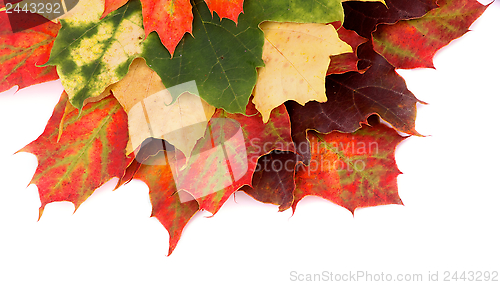 Image of Maple Leaf
