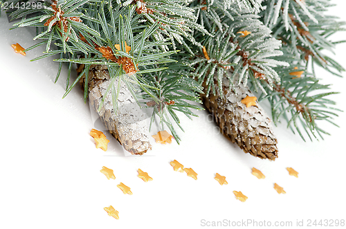 Image of Spruce Branch with Hoar-Frost