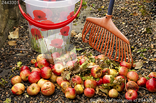 Image of Removing windfall apples