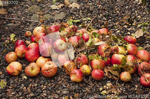 Image of Windfall apples