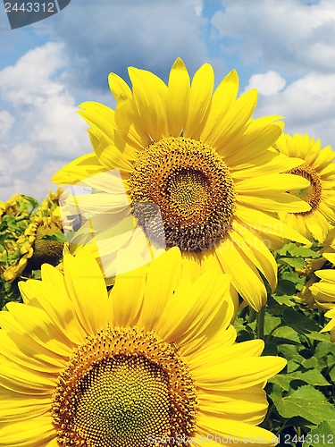 Image of Sunflower field