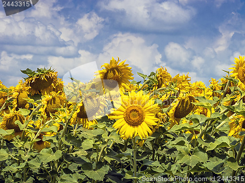 Image of Sunflower field