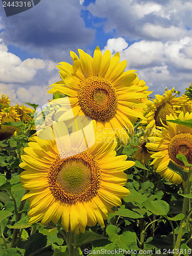 Image of Sunflower field