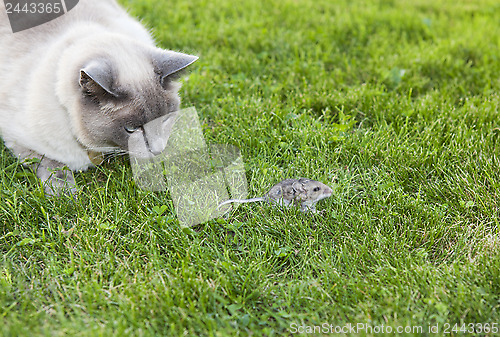 Image of Cat and Mouse