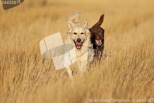 Image of Dogs Running at Golden Hour