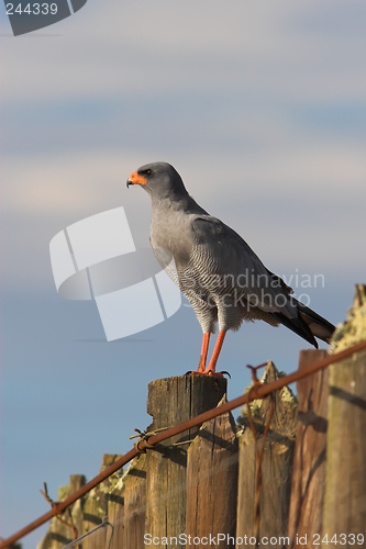 Image of Pale Chanting Goshawk