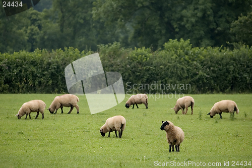 Image of Grazing Sheep