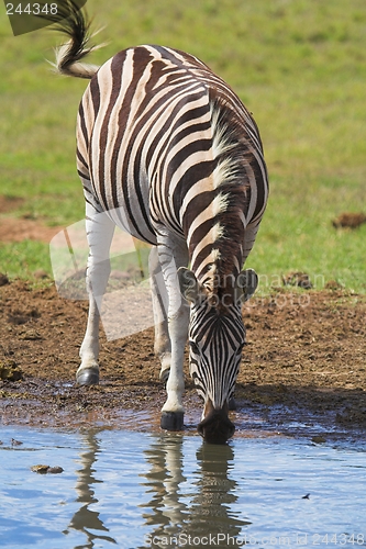 Image of Zebra Drinking