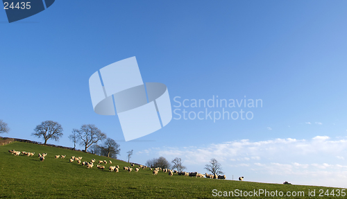 Image of Sheep Landscape