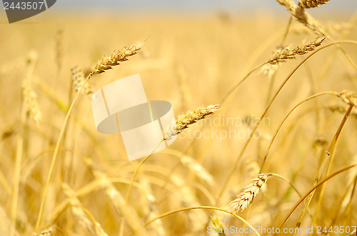 Image of wheat field