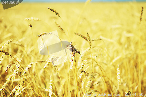 Image of wheat field