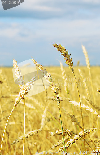 Image of wheat field
