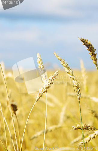 Image of wheat field